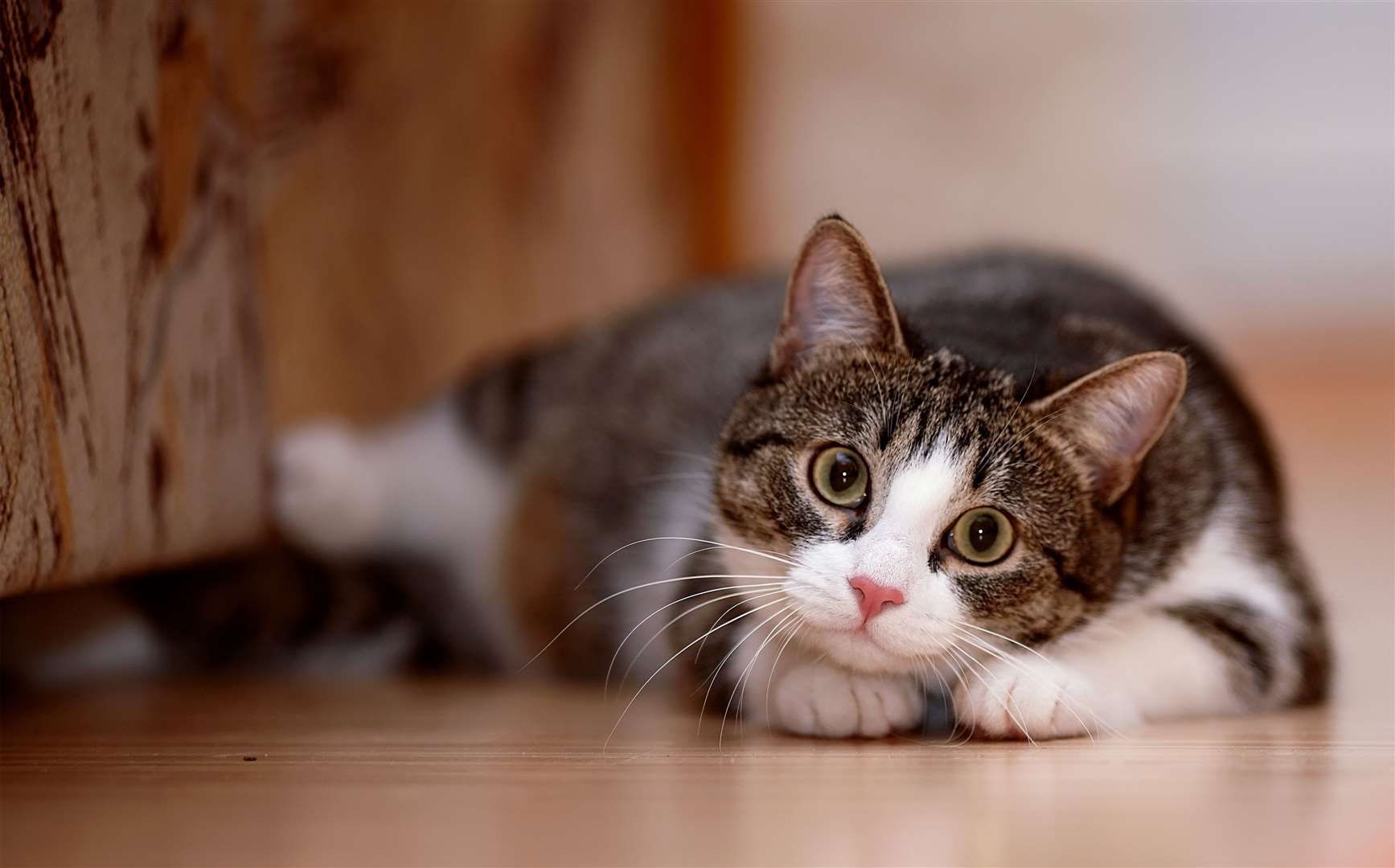 The hotel for cats and a five-bed home is on the market for £1.7 million. Photo: istock