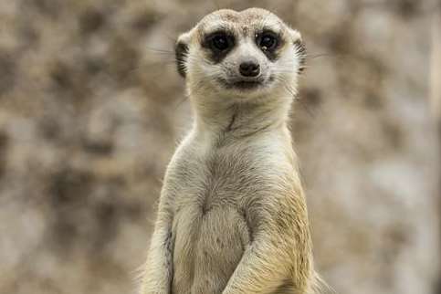 The noise of a meerkat at Wingham Wildlife Park was the kmfm Kent Sound