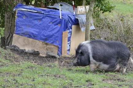 The pig was abandoned on grazing land
