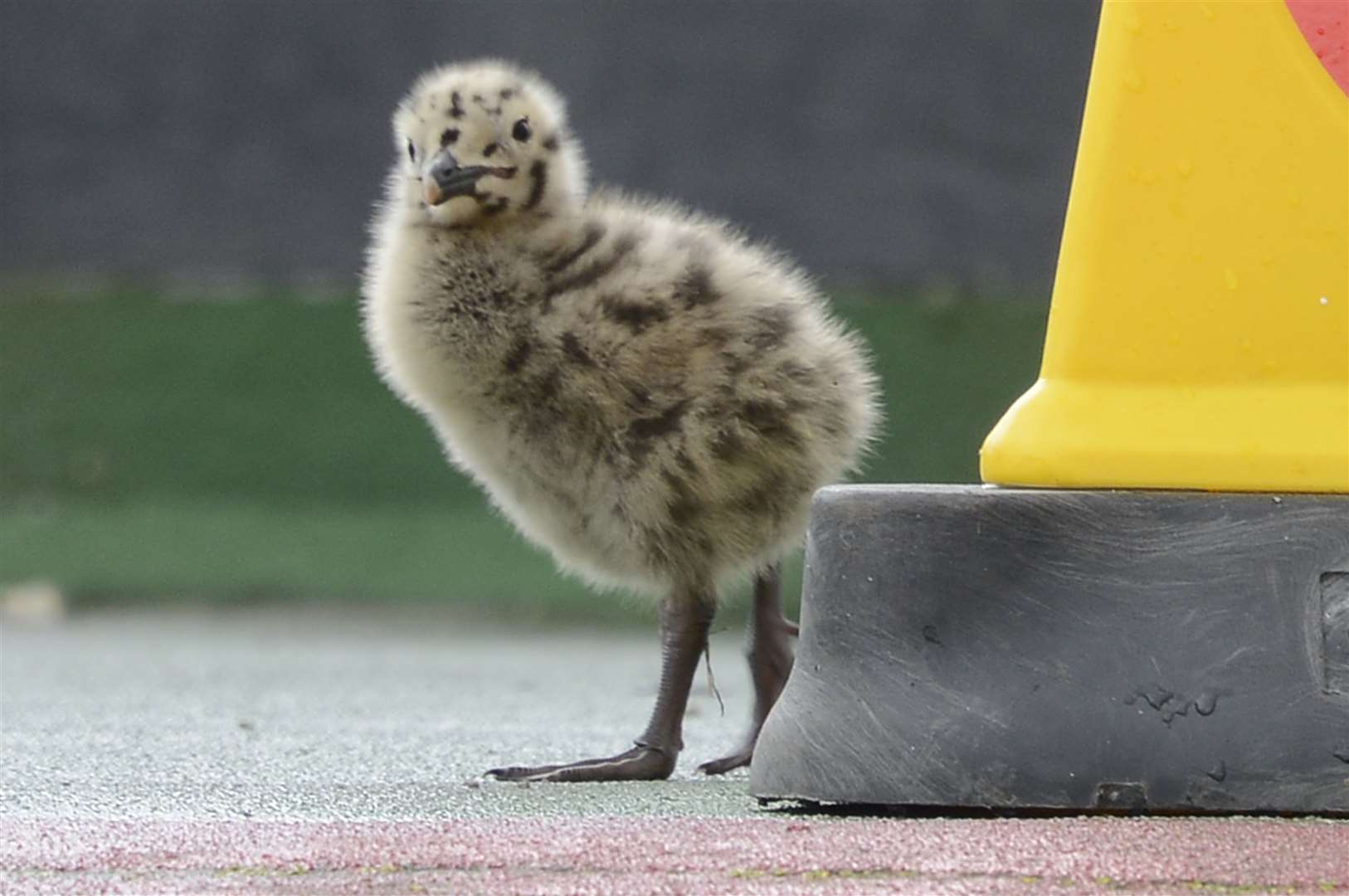 The gull chick pictured soon after hatching from the nest back in June