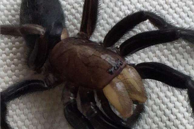 The tube spider was found in Whitstable