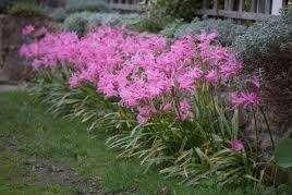 Nerines make a lovely autumn sight