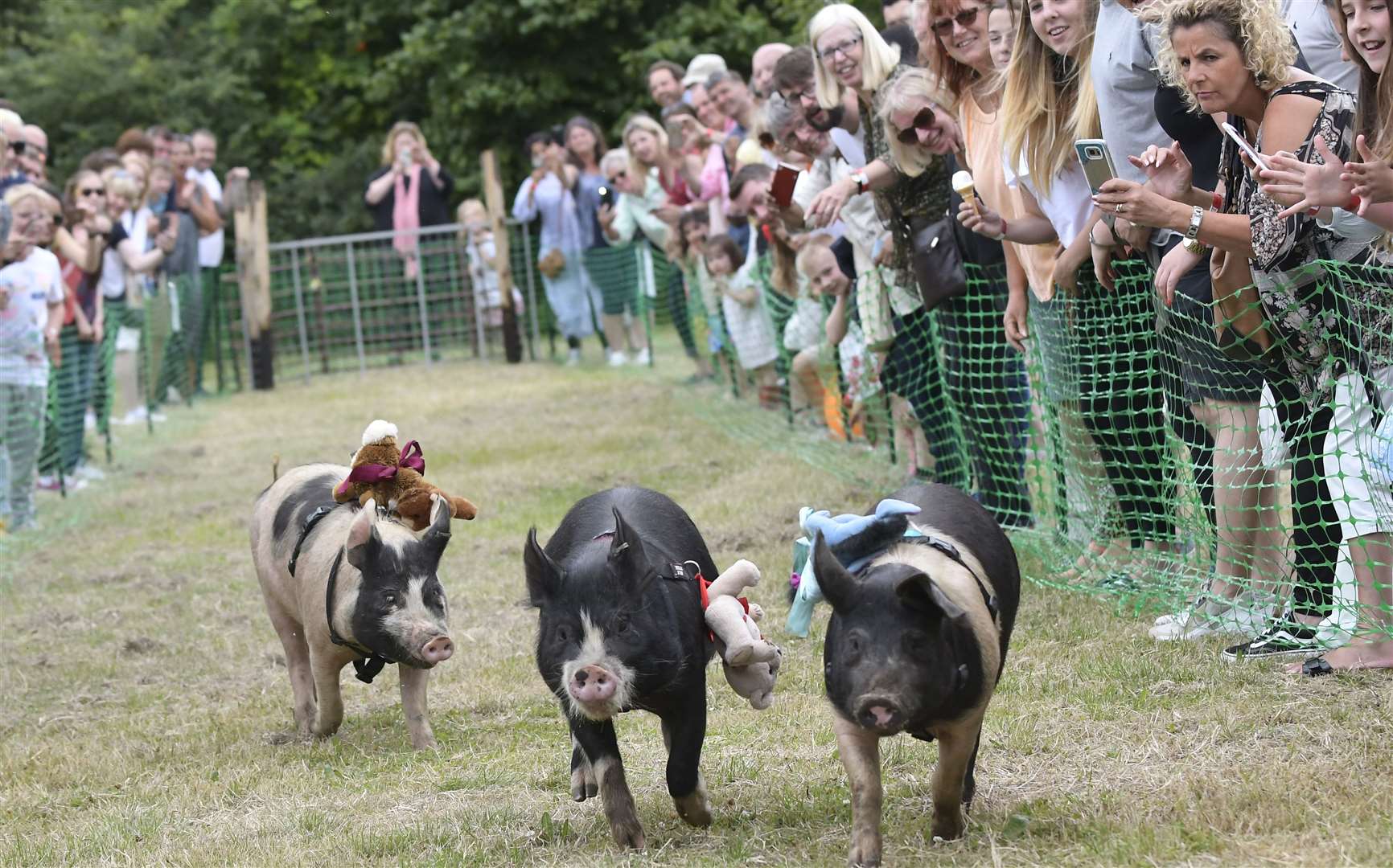 Pig racing at Brogdale's annual Cherry Fair Picture: Tony Flashman