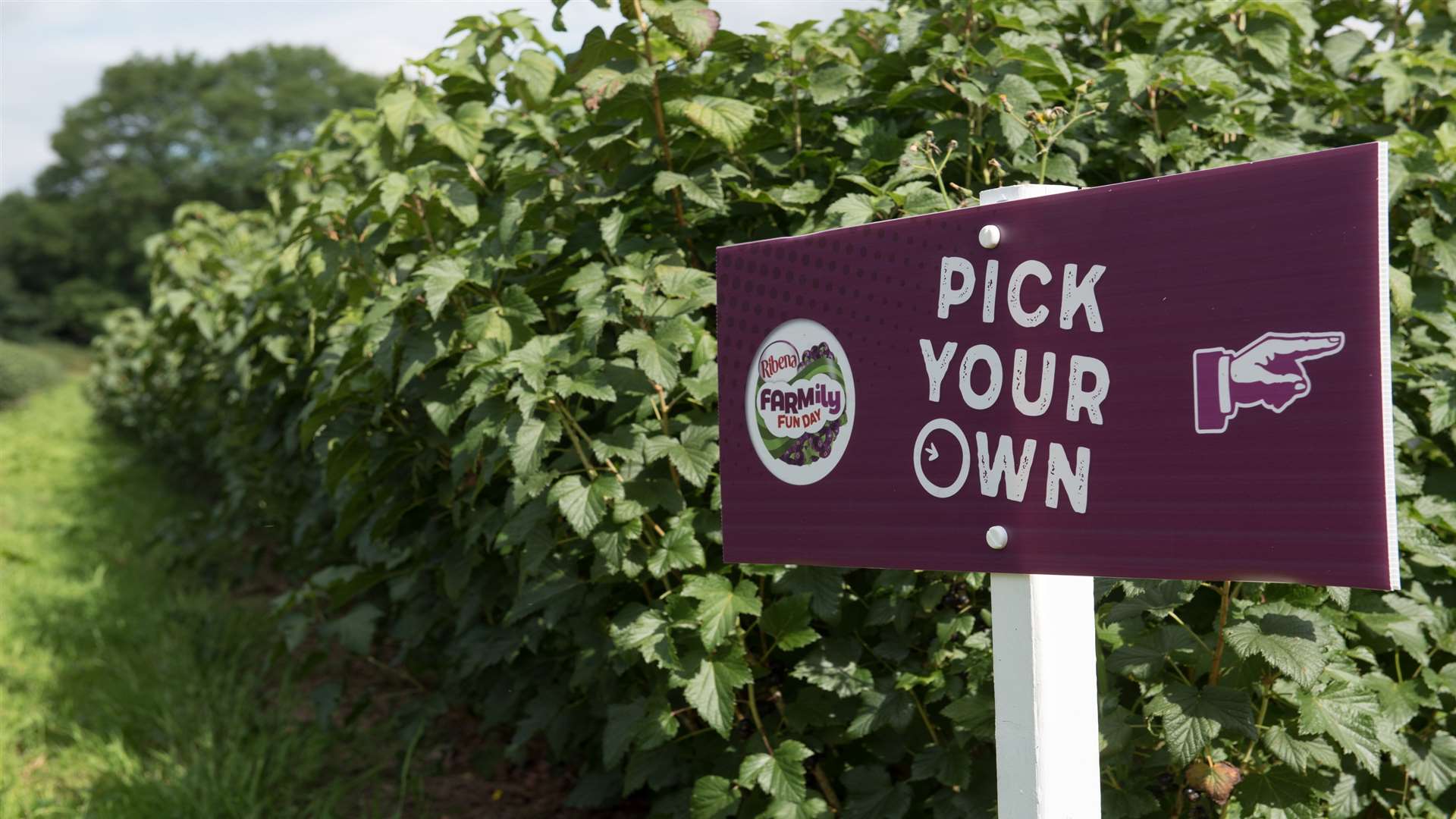 Pick your own Ribena blackcurrants at a special open day