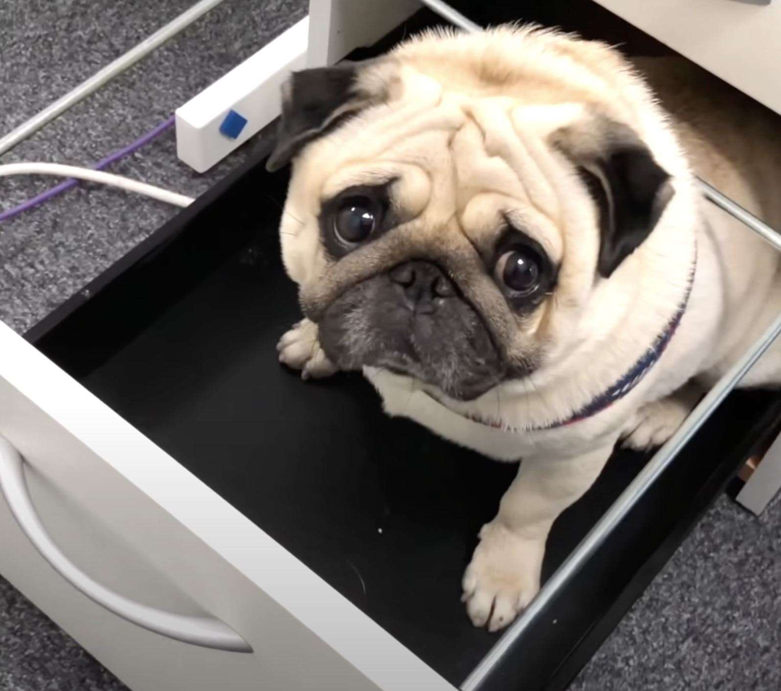 He became an internet sensation when a video of him in a drawer went viral. Picture: @thepuggysmalls