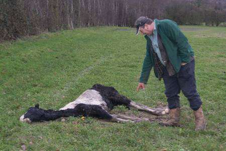 Farmer Ian Machin with the pony dumped and left to die on a freezing night in a field at Hernhill