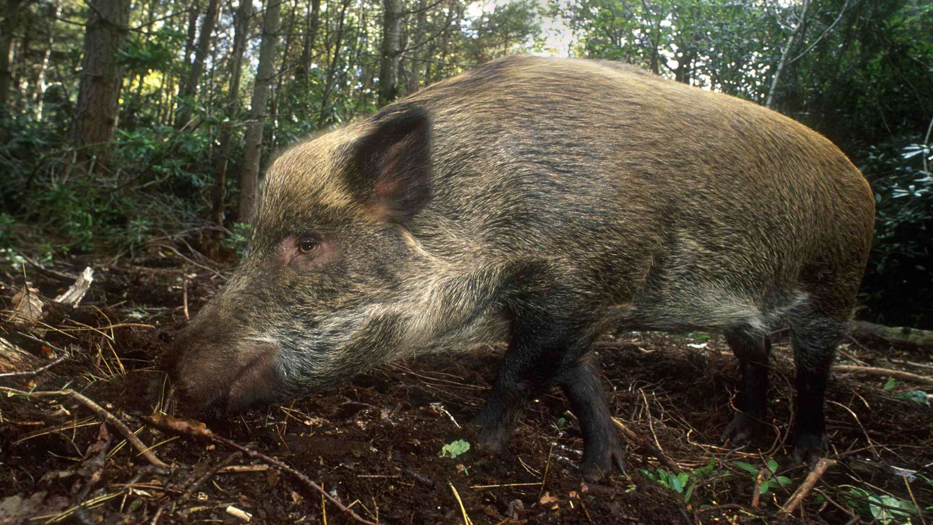 A female wild boar at Wildwood. Picture: Peter Smith