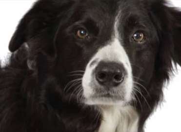 Bryn the search dog has died. Picture: Kent Search and Rescue