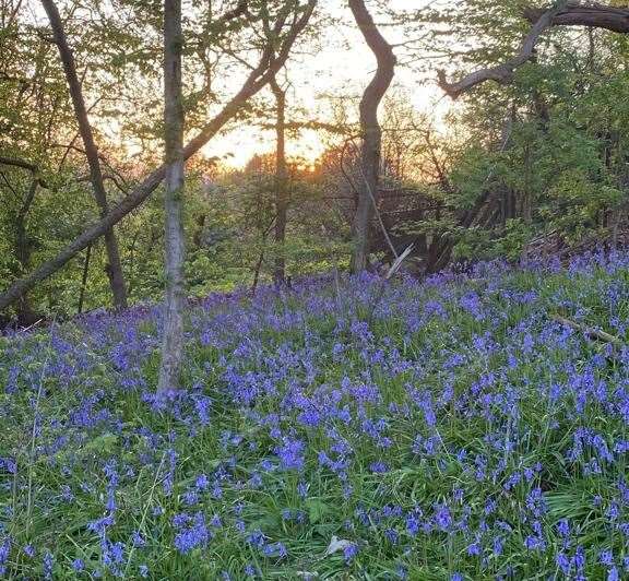 Bluebells flowering in Leybourne Woods