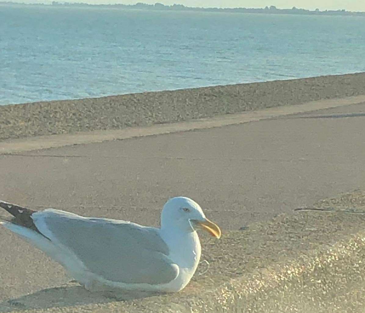 Seagull on Hythe seafront. Pic - Billy Sales (13870171)