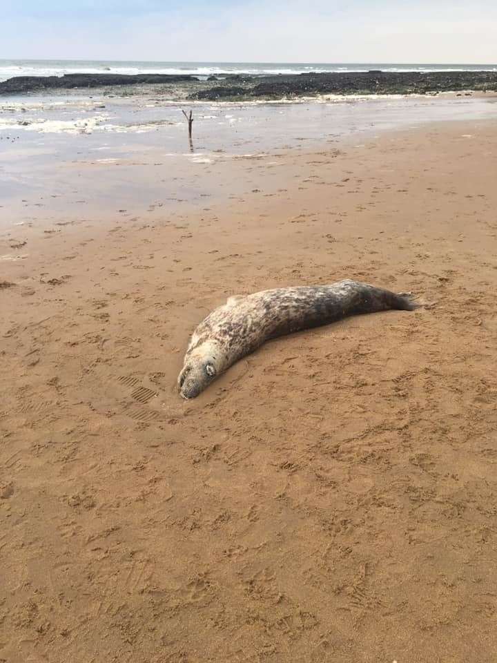A seal was found dead at Viking Bay in Broadstairs (8489120)