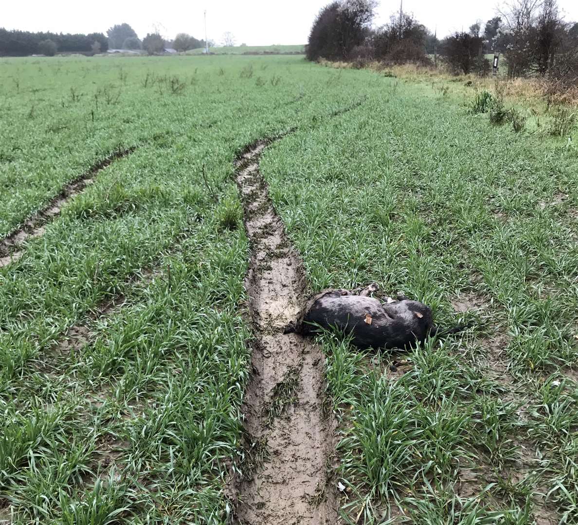 A lurcher dog was found dead and dumped in a muddy field off Nursted Lane near Gravesend in horrific circumstances with evidence he had been driven over. Picture: RSPCA