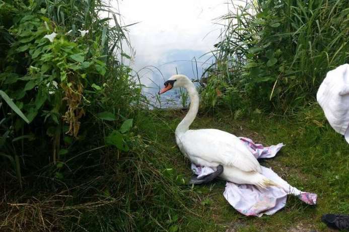 The swan was returned to the lake on Saturday morning