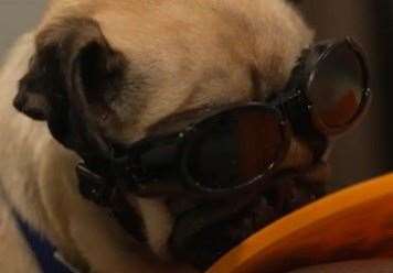 Battersea pug Stan receives a course laser therapy after a leg operation. Picture: ITV