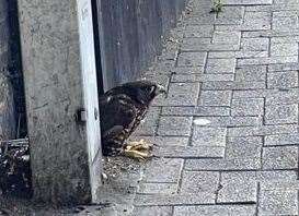 Unattended falcon under Luton arches in Chatham. Picture: Chloe Tilley