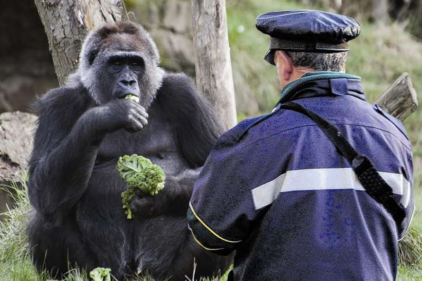 How a traffic warden might look coming face to face with a gorilla at Port Lympne