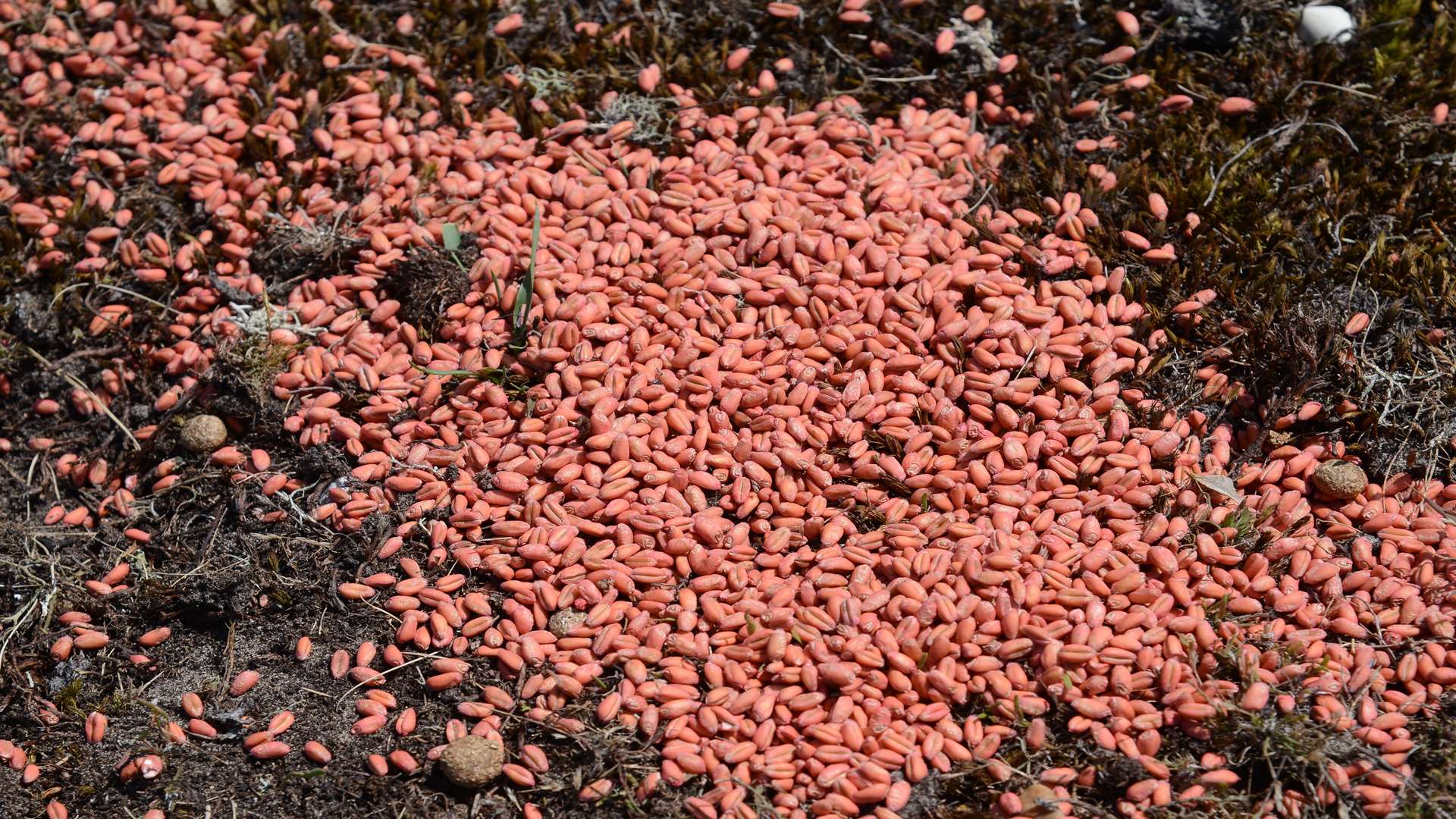 The pesticide-treated seeds, dyed red, found at Lydd.
