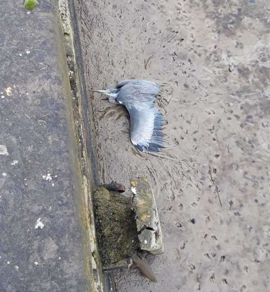 The grey heron appeared to have an injured leg as it was first seen by Marina residents around midday