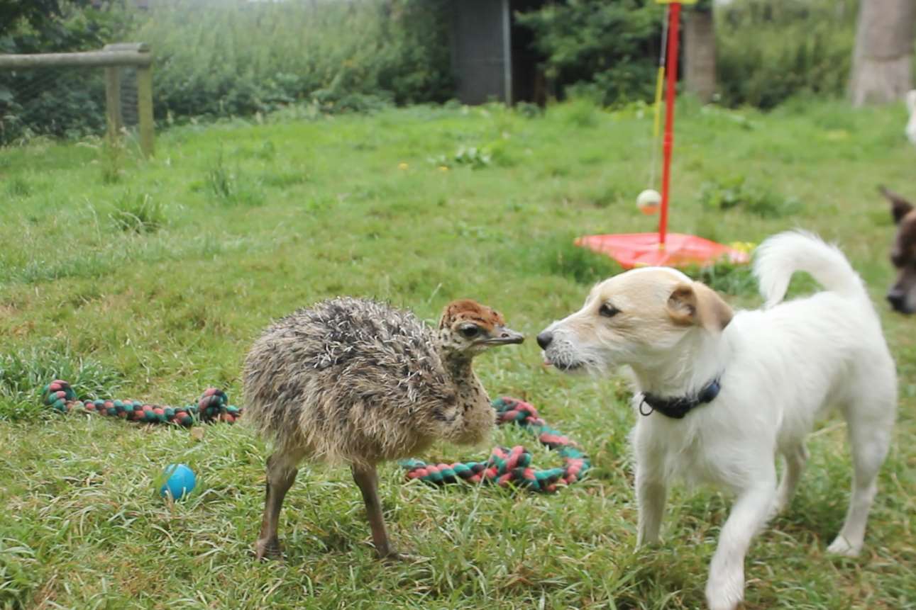 Baby ostrich Cambridge has befriended dogs as he prepares for life at Port Lympne. Picture: Port Lympne Reserve
