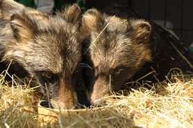 The raccoon dogs were rescued from a home in Dartford. Picture: Library image