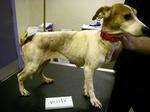 Jack Russell left malnourished in Mark Willson's kitchen