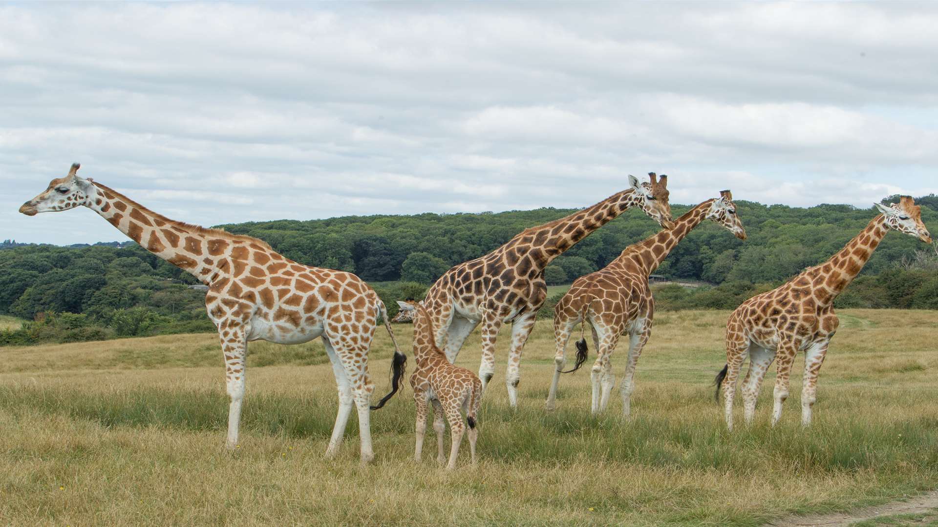 Join the giraffes at Port Lymne Reserve