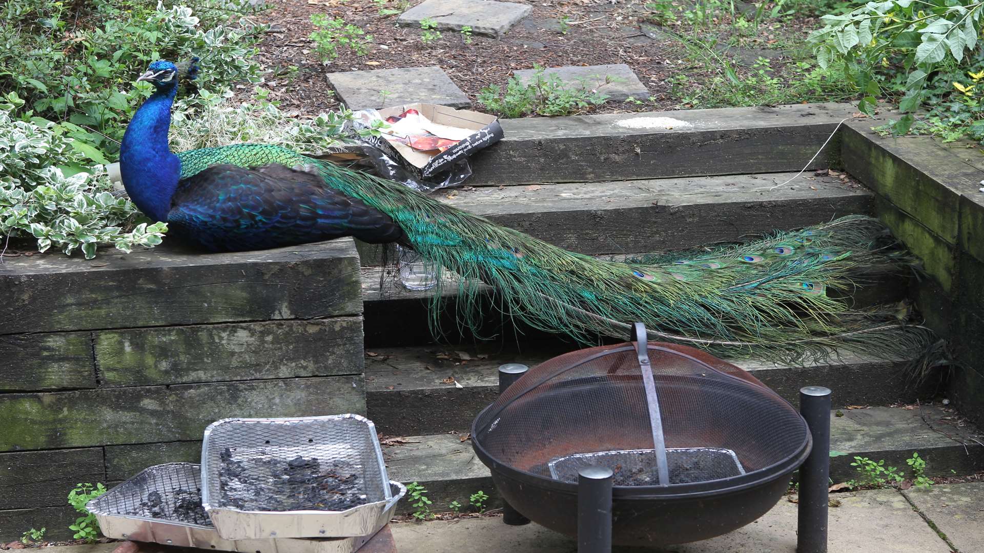 Percy the peacock in a garden yesterday. Picture: John Westhrop