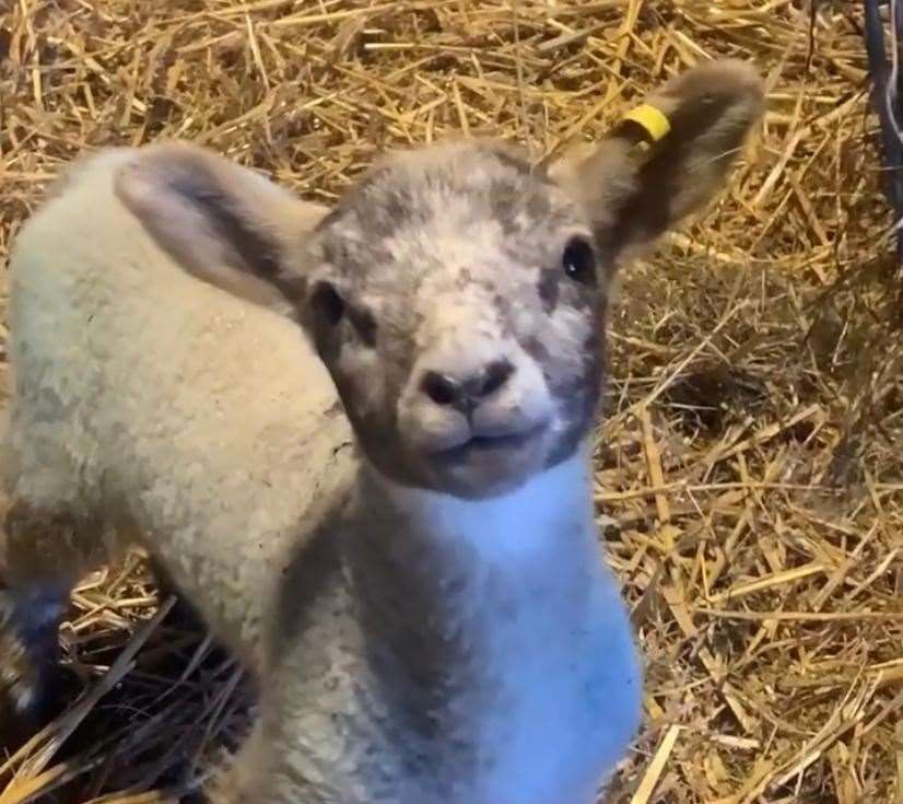 The lambing attraction only opens for two weeks during the Easter holidays Picture: Sophie Phillips