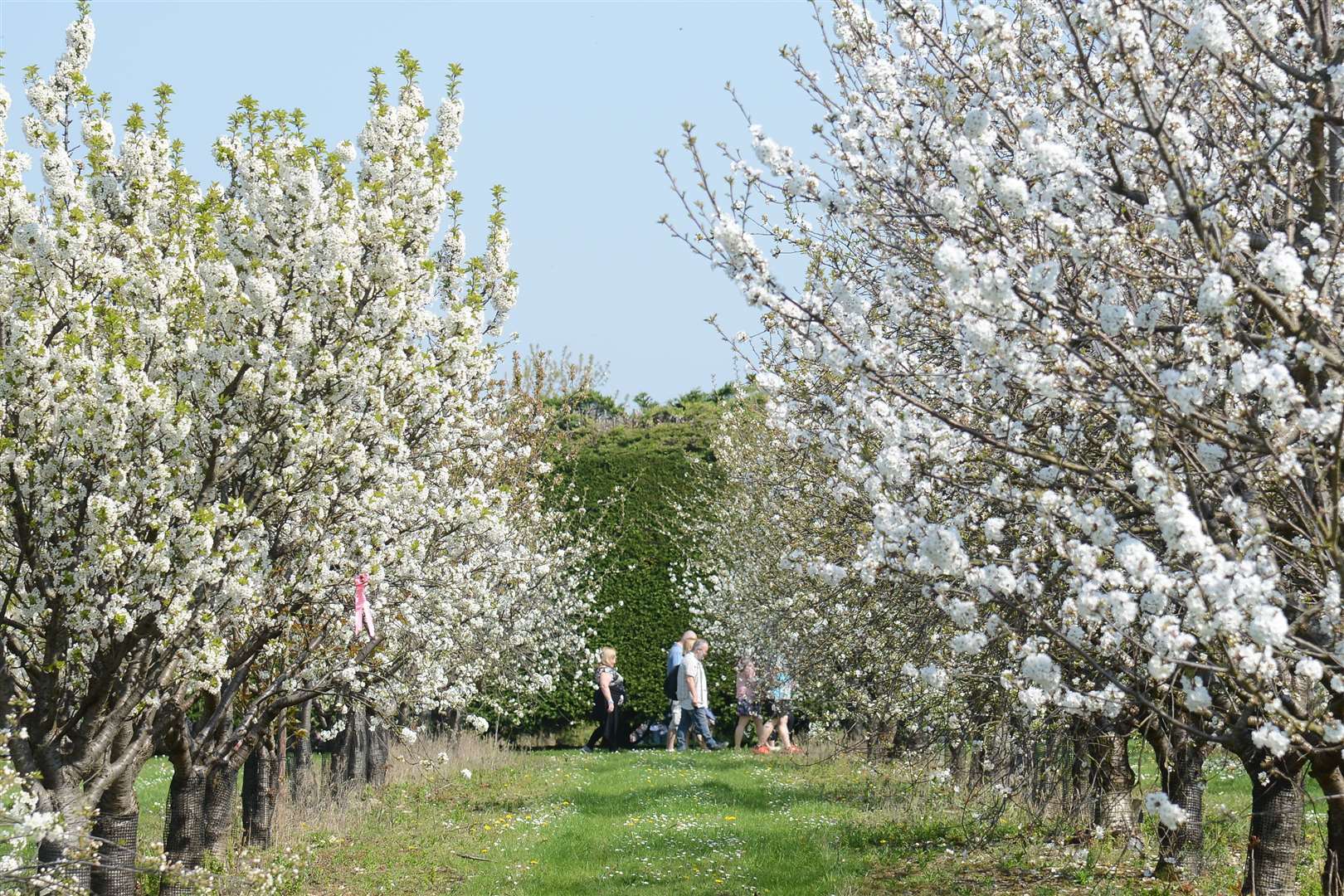 Brogdale, home of the national fruit collection, is offering people tours of its blossom this year