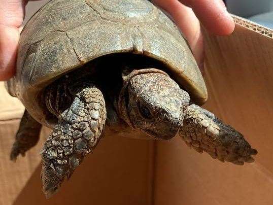 The tortoise is at least 60 years old. Pic: Emma Miles