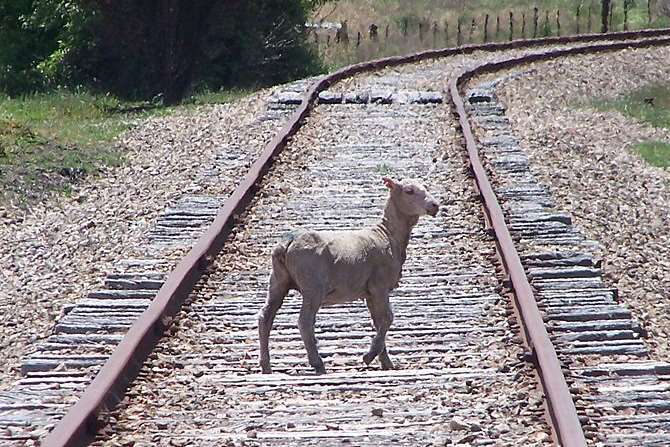 Sheep on the tracks are causing delays. Stock picture