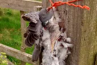 The birds were found tied to fences