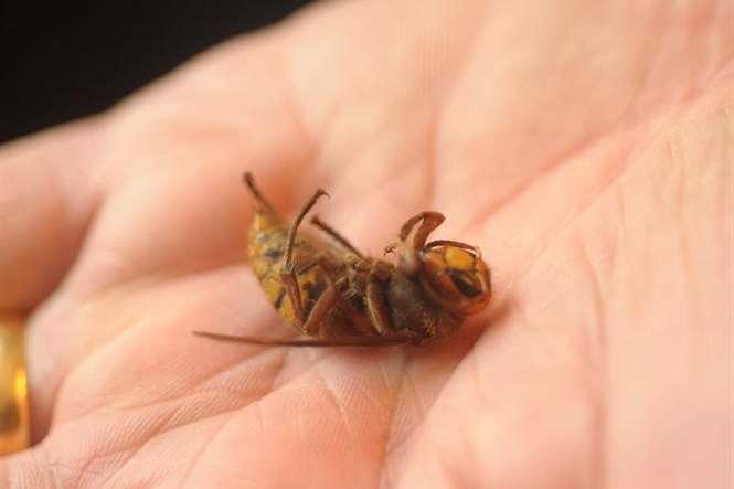 Headcorn resident Bron Sadler thinks this could be a killer hornet