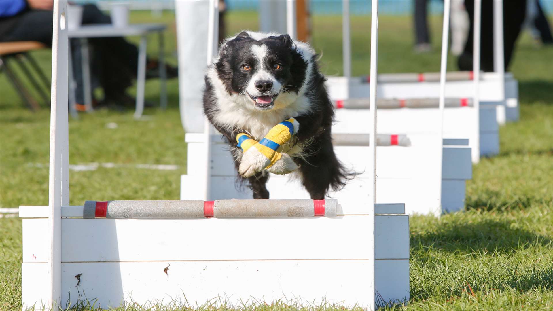 Quinn the border collie from the Shooting Stars flyball team