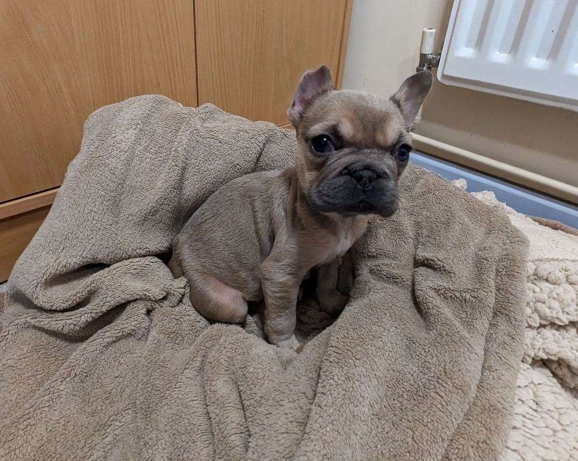 A member of the public discovered the French bulldog in East Farleigh, near Maidstone on Saturday night. Picture: RSPCA