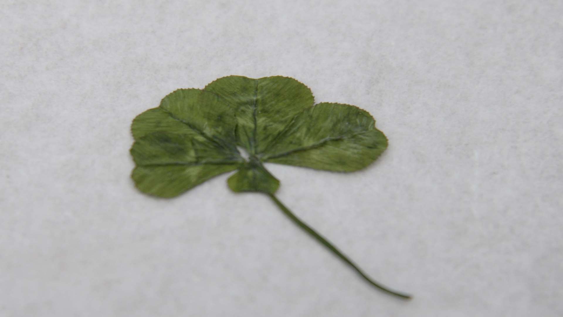 The five-leaf clover was found in Lenham Heath. Picture: Chris Davey