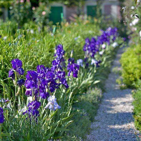 Iris light up the gardens at Giverny