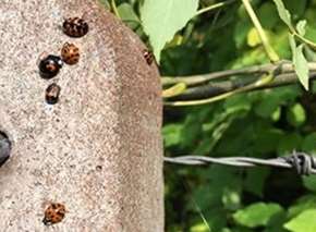 These ladybirds were seen in Allington, Maidstone. Picture: Liz Bruce