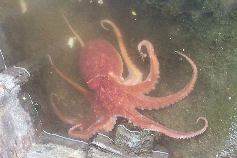The octopus was spotted in Gillingham Marina on Saturday. Picture: Kevin Dutch