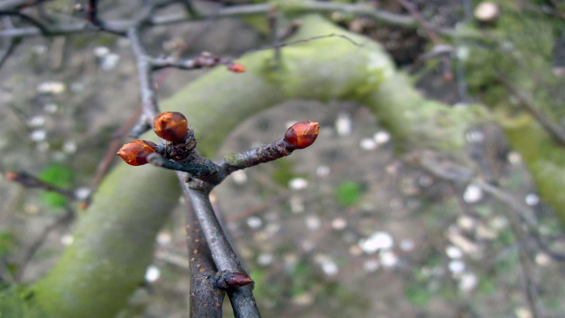 The budding blossom of the Plymouth Pear at Brogdale