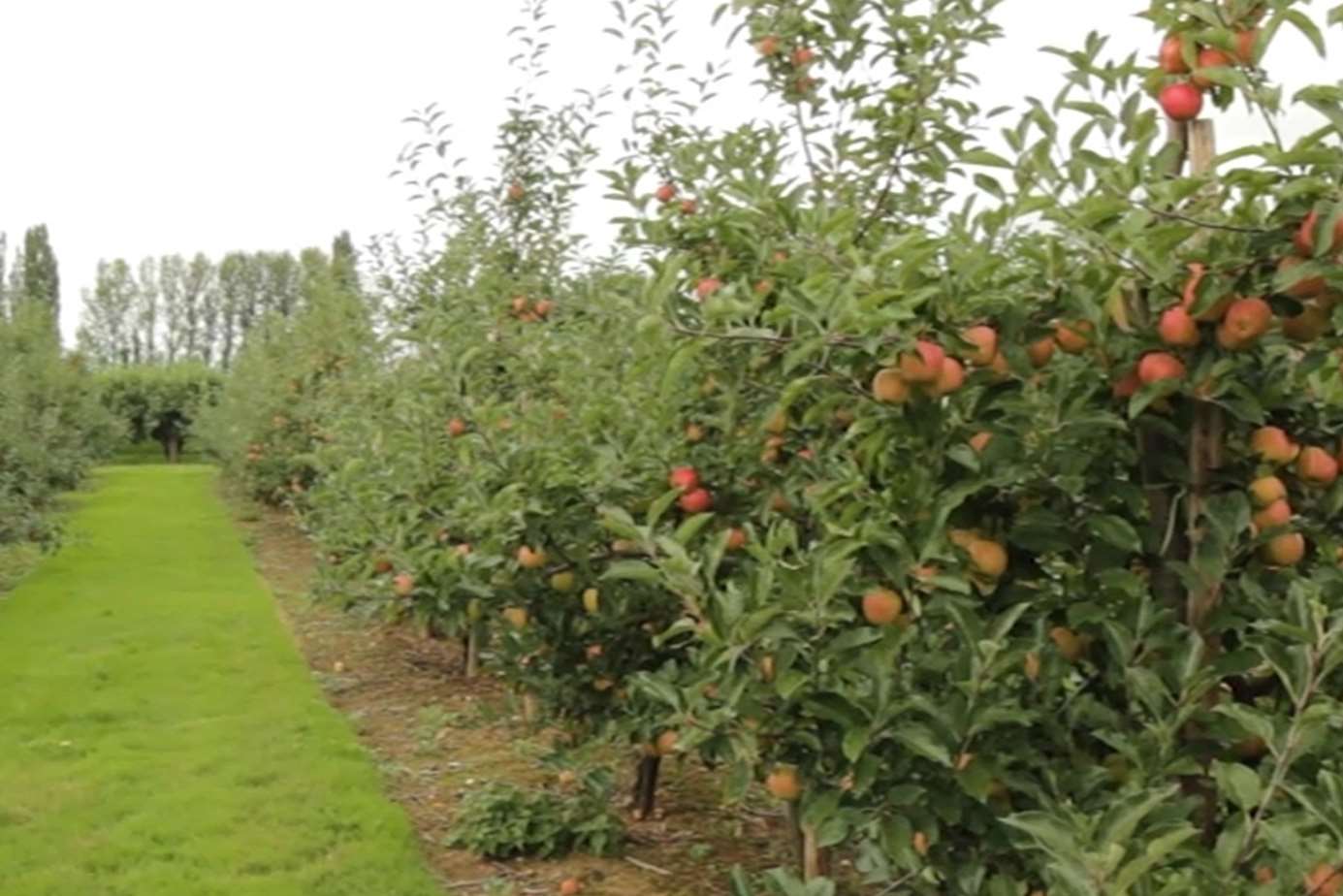 Cox apples at Broadwater Farm, near West Malling