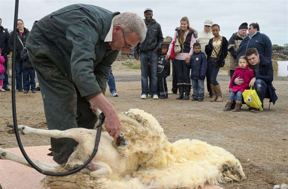 Sheep shearing at Old Rides Farm open day
