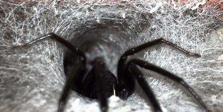 A rare Segestria florentina spider found by Andy Seaman next to his front door in Chaucer Road, Canterbury