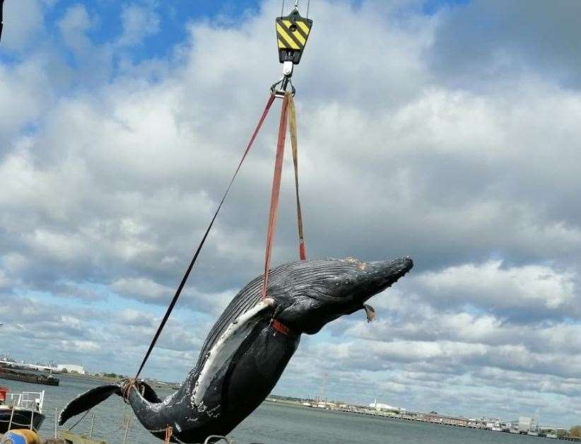 Hessy the Humpback was lifted by port authorities in Gravesend after being towed from Greenhithe. Photo Credit: Steve Potter
