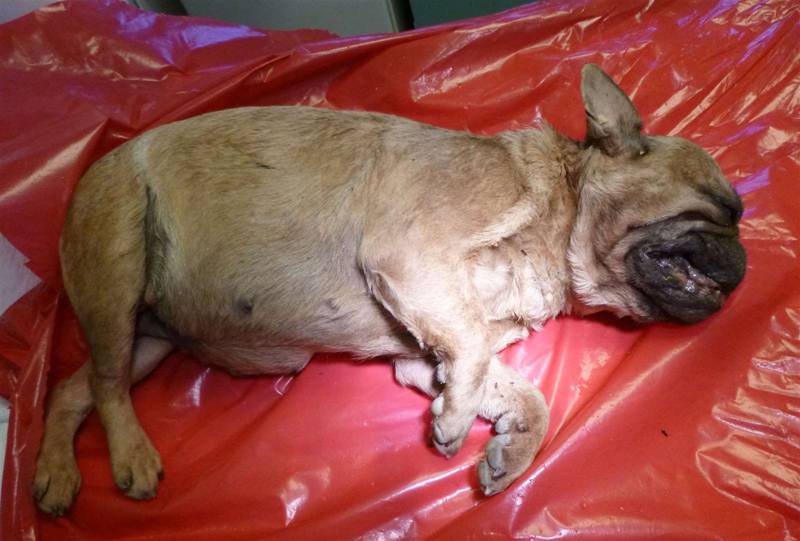 A tan-coloured female French bulldog was found in a ditch in West Malling with her microchip removed. Picture: RSPCA