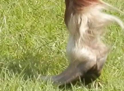 The pony's deformed hooves were said to look like Arabian slippers
