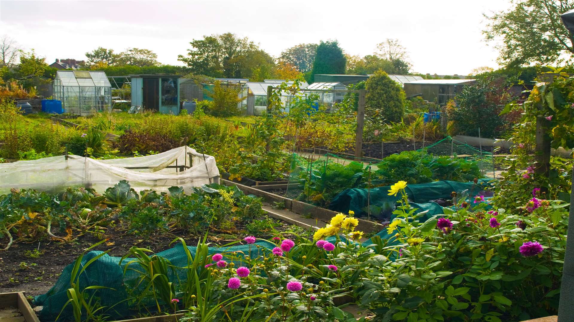 National Allotments Week takes place this month