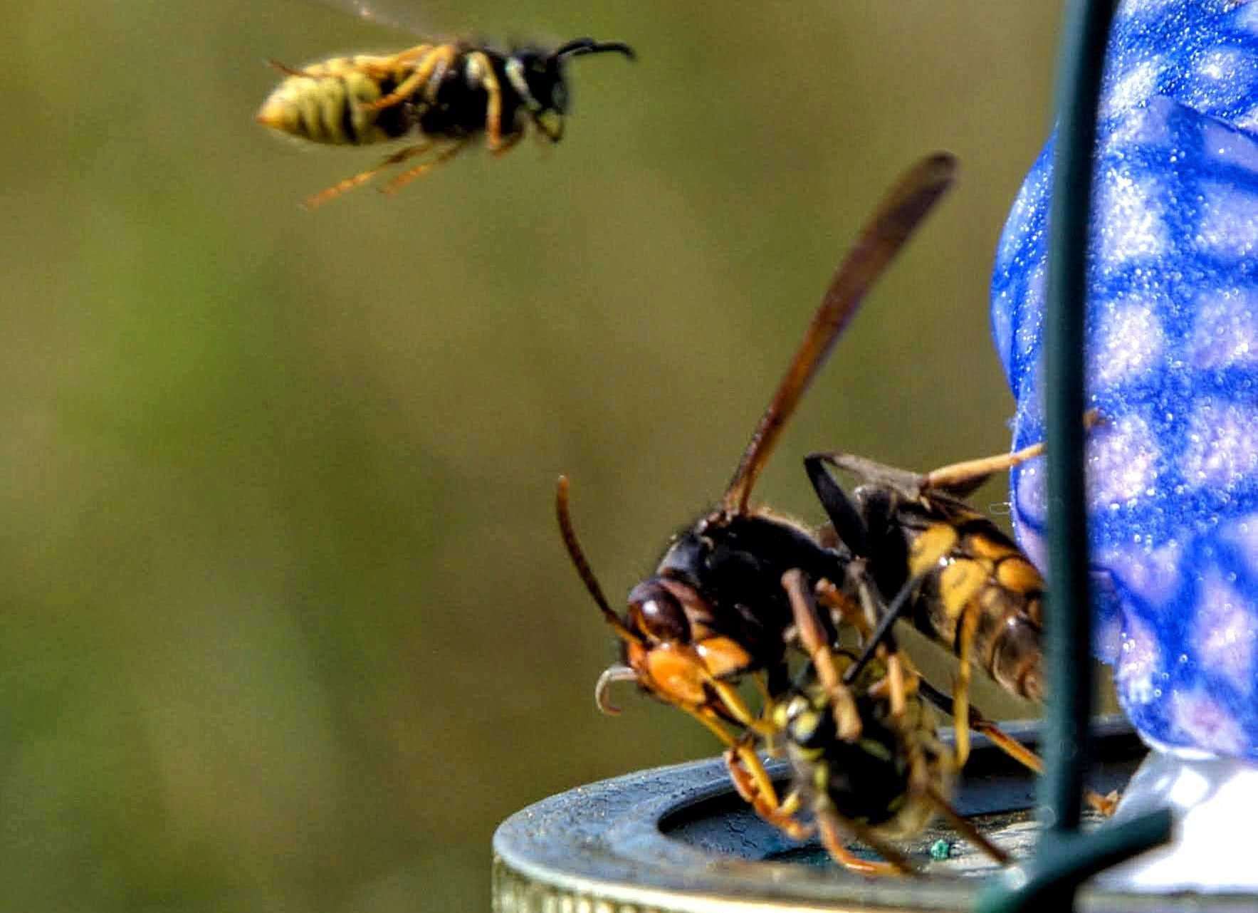 Asian Hornets are invasive and kill honeybees