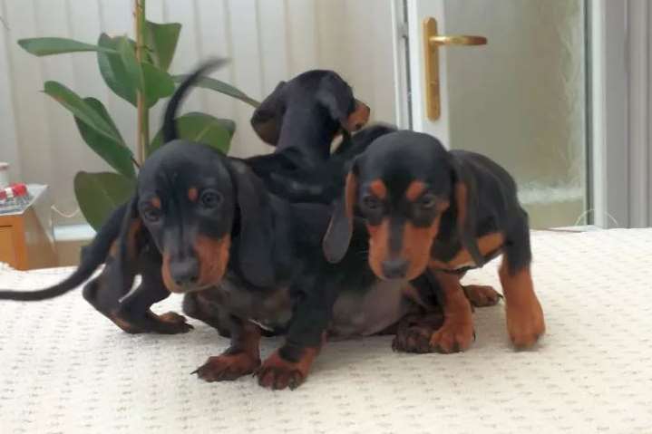 The miniature 'teacup' dachshund puppies, picture Bury Council.