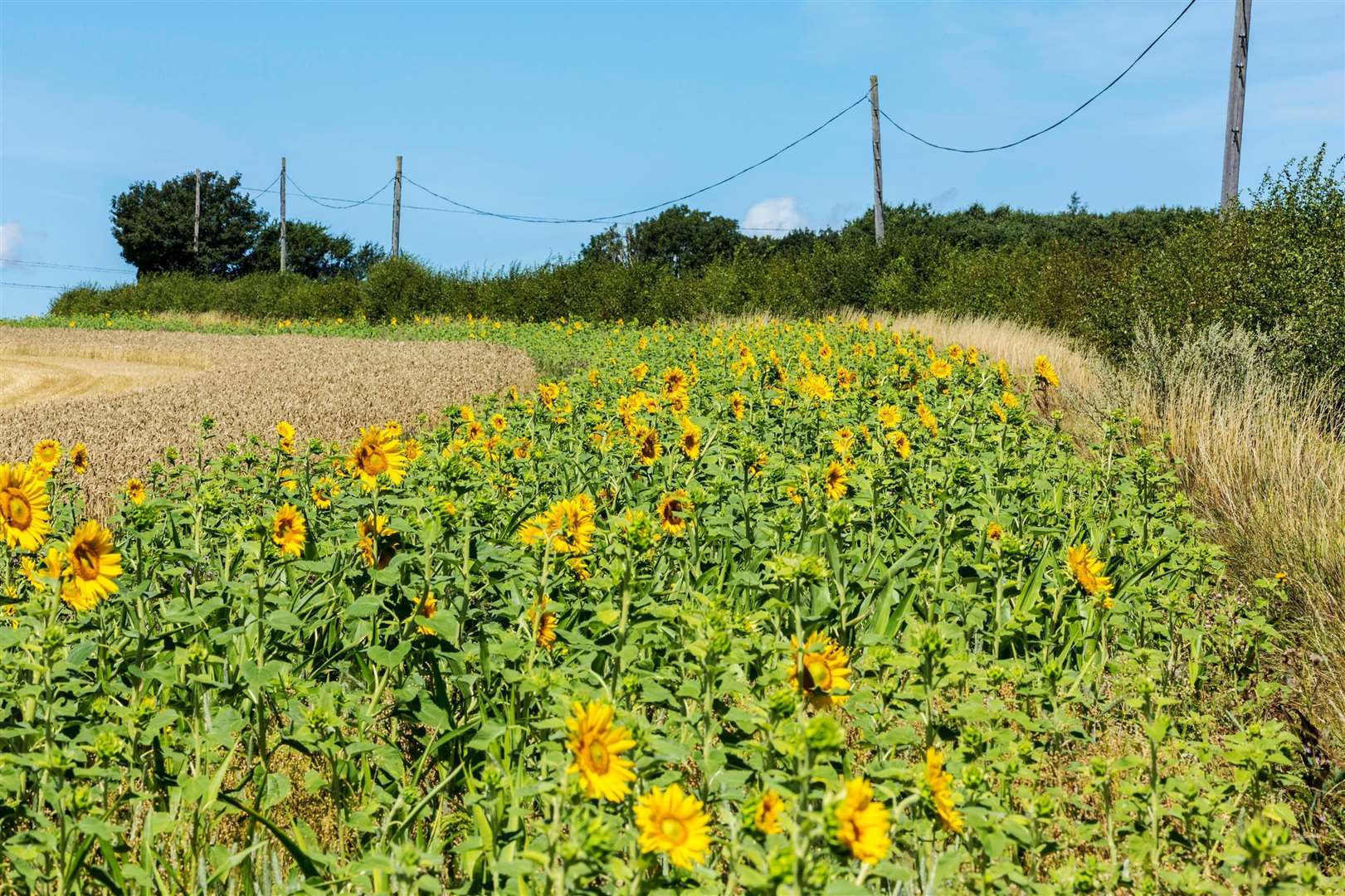 Sunflowers in Nonington field